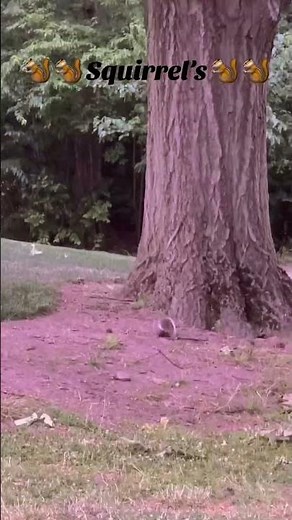 Squirrel Parkour Squad