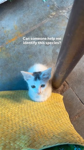 Banshee | An alien invasion | Instagram