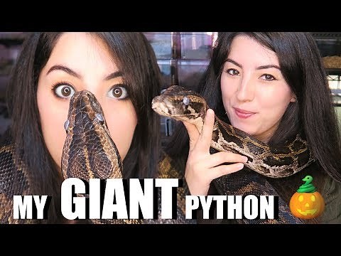 HUGE SNAKE | Burmese Python | My Biggest Pet Snake | Creature Feature