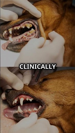 How To Cure Gingivitis in Your Dog - Gingivite.Pet