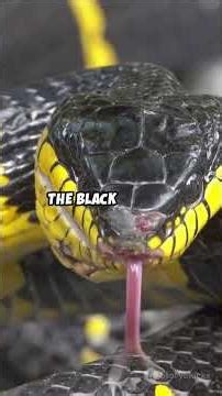 5 Animals That You Will Never Keep Your Pet#wildlife #facts #animals