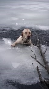 He was trapped in icy water, clawing desperately at the fragile sheets of ice above him. Cold, exhausted, and alone, his body shivered as he fought to stay afloat. No warmth. No escape. Just the bitter realization that time was running out. 👉 Find out what happened next in the first comment 👇👇 #FrozenLake #RescueMission #AnimalRescue #Survivor | Saving Harmony