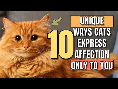 10 Unique Ways Cats Express Affection Only to YOU! DON'T MISS IT!