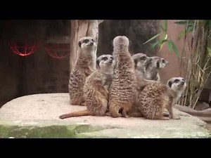 Erlebniszoo Hannover - Zambesi Bootsfahrt - Erdmännchen - Giraffen