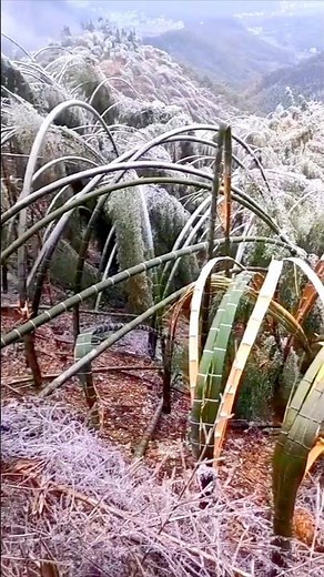 Why Do Trees Crack in Extreme Cold? Shocking Winter Science Explained!