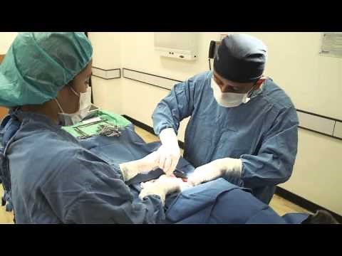 Esterilización en Perros