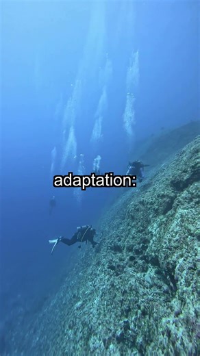 Mysterious Blobfish: Natures Oddest Deep-Sea Secret Revealed