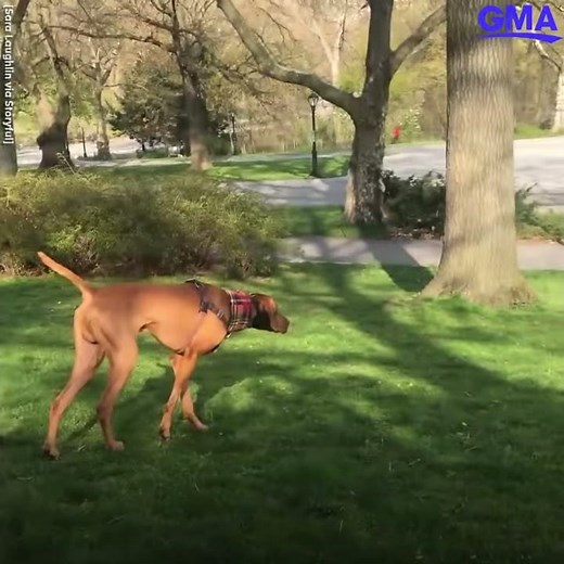 A squirrel outwitted this dog in a hilarious New York City park standoff l GMA Digital