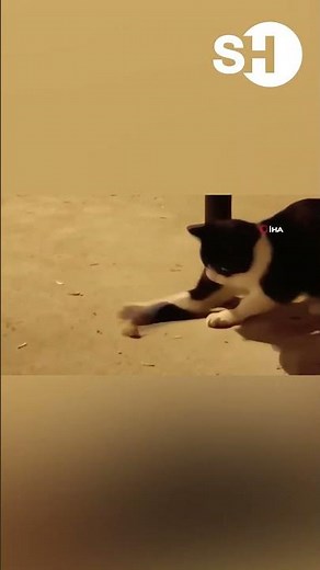 KEDİNİN FARE İLE GÜLDÜREN OYUNU!
