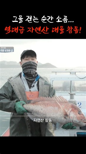 I've never seen a red sea bream this size!!! #shorts