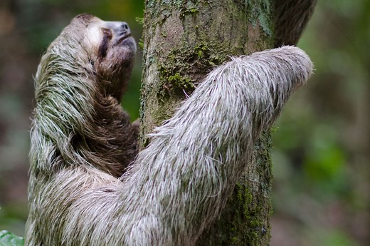 Amazon Rainforest Canopy | Canopy Animals | Thinkjungle.com