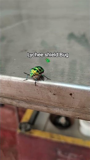 Lucky Bug, #bug found in #southasia #india #subscribe #insects #nature, lucky in #japan🗾
