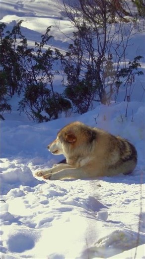 Wolf Pack Power 🐺 | Unity of the Wild