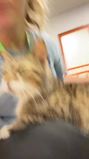 300K views · 9.7K reactions | 12 new ways to pet your cat!  #tutorial #cats #howto #cathumor | The Cattery Cat Shelter | Facebook