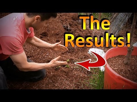 Overwinter Rooted Cuttings of Hydrangea | The Results!
