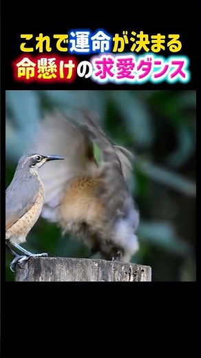 This Is What Decides Their Fate! A Life-or-Death Bird Courtship Dance.