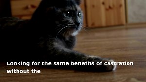 Non-surgical castration - It's a different ball game! Let's talk balls and we don't mean the toys your pets love to play with!  Choosing whether to surgically castrate is never an easy decision to make but did you know that there is an alternative option in the form of an implant that has all the same benefits as surgical castration? Speak to your vet about the choices available when it comes to castration. #NonSurgicalCastration #PetCare #CatCastration | Virbac | Facebook