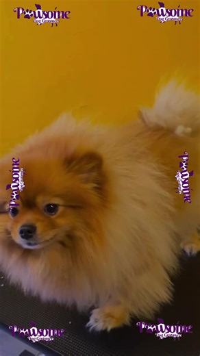 Groom on book your appointment today #fypシ゚viral🖤tiktok #viral #fyp