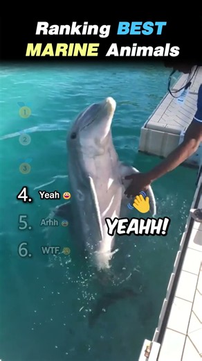 Ranking BEST MARINE ANIMAL Core Moments!! 🌊🐬