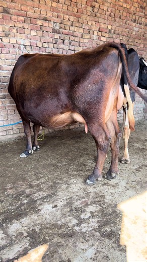 Buying a Dairy Cow: Essential Tips and Considerations