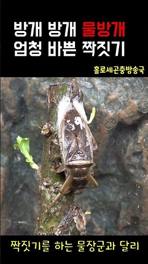 물방개 물장군 잠자리짝짓기 #멸종위기종 #물장군 #물방개 #동물 #insects #곤충 #홀로세생태보존연구소 #이강운 #잠자리산란 #수타