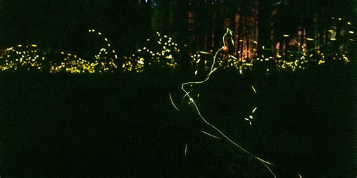 Lottery opens for 2025 synchronous firefly viewing at Congaree National Park