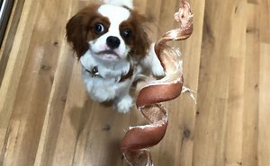 Best Bully Sticks: Braided, Odorless & Alternatives For Puppies & Dogs