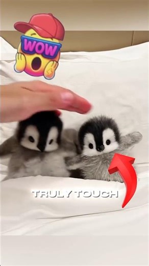 🔥 3 Most Loyal Animals in the World — Number 1 Will Make You Emotional! 🥺❤️
