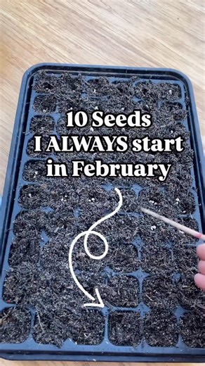 Marie Guillon • Edible Garden Coach on Instagram: "I usually start around 14th February — it feels like a little seasonal shift. It’s still winter, but… have you noticed how much more light there is already? ☀️ The days are stretching, the windowsills are brighter, and suddenly it feels like growing season is here again 🌿 Here’s what I’m sowing👇 🌱 Peas 🌿 Pea shoots 🥬 Lettuce 🌱 Spinach 🧅 Onions 🌿 Coriander 🌿 Dill 🌱 Celery 🥬 Pak choi and other oriental greens 🥬 Rocket All cool-season c