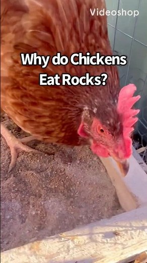 🐓 Why do Chickens Eat Rocks? #raisingchickens