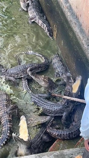 These crocodiles flee as soon as they see the electric pole.