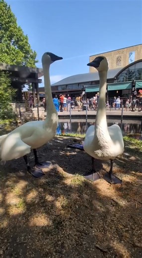 29K views · 287 reactions | Kansas City Zoo & Aquarium on Reels | Facebook