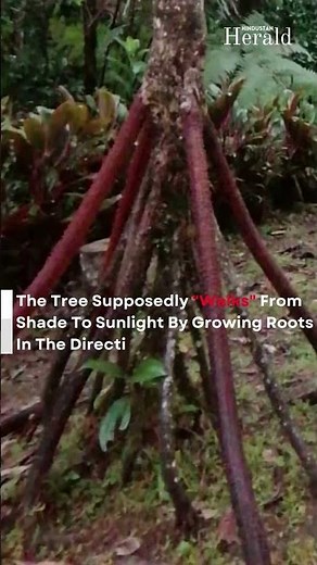 Socratea Exorrhiza The Walking Palm