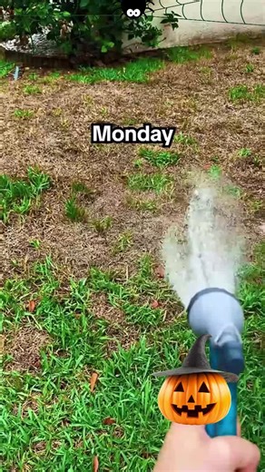 🌙 In the moonlit garden… whispers from strange leaves surround you. 🕸️ Which plant hides beneath the shadows? 💀 What secret sickness flows through its veins? 🔮 One tap, and the mystery unfolds. 🌿 Plant Identifier – reveal nature’s hidden truth tonight. v101-110Contenthalloween#fyp #planttok #plantmom #houseplants #plants #plantcare #plantlover #indoorplants #monstera #indoorjungle #halloween #halloweenlook