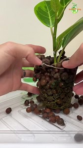 Rubber Plant "Ficus Altissima" propagation. 🛒Gardening Products That I used: SELF-WATERING POTS I’M CURRENTLY USING👇 10% DISCOUNT CODE - GREENEARTH https://planterhoma.com/greenearth 💡GROW LIGHTS ✅ActiveGrow - https://www.activegrowled.com/?ref=21&campaign=TheGreenEarth ✅GrowLED - https://www.i-growled.com?sca_ref=2871432.rBtiXmJbmL 🌿GROWING MEDIA ✅Clay Pebbles(LECA) - https://amzn.to/3ONt3Eu #Leca #indoorgardening #indoorgardener #indoorgarden #houseplants #plantslover #plants #thegreeneart