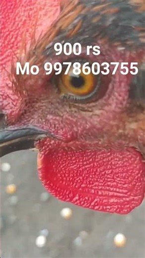 faytar murga 5 mont ka he