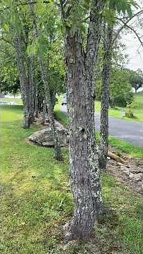 DT466 Straight Piped! Videos coming late August on this truck! #shorts