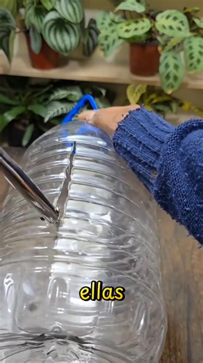 2.5K views · 32 reactions | Hidroponia con botellas #huerta #CultivosHidroponicos | La agricultura del futuro | Facebook