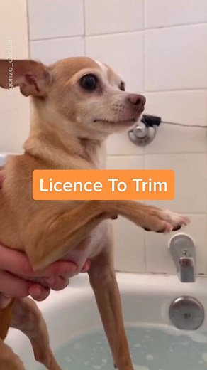 Nail Trim Bond: The Ultimate James Bond Dog Grooming Experience