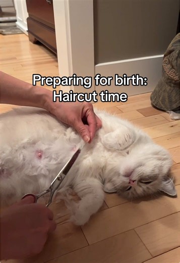 It’s like she knew I was just trying to help her! She stayed so good while I took care of her. And in turn this will help her take care of her kittens ❤️. She’s the bestest girl to take care of, so relaxed and easy going with whatever I do to her. Sound up for purrs! Follow 🐾 us for more cute Ragdoll cat videos featuring Peaches, Kiwi & Lemon and stay tuned for when we have kittens for adoption. #cutecats #catlife #petparent #catmom #catsofinstagram #catlover #ragdollcat #ragdollcats #furrypaws