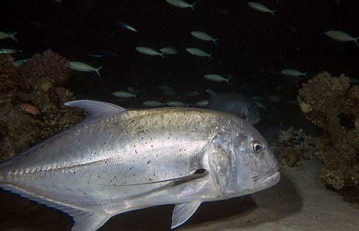 Hawaiian Papio Fish (Ulua): How It Tastes and How To Cook It - Cuisine Seeker