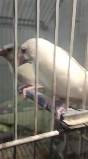 White java Red eyes pair