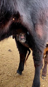 1.2M views · 3.8K reactions | Feeding time! Raw milk— it does a body good! #rawmilk #milk #ranching #wagyu #farmtotable #wagyubeef | Linzer Ranch LLC | Facebook
