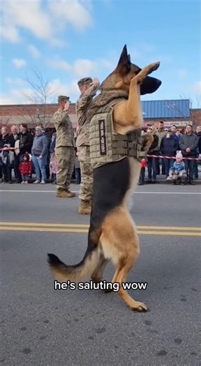 German shepherd k9 dog in the world 🌎 ❤️😍🥰🔥