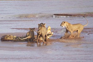 Lions vs Crocodile: Heart-racing battle caught on camera in Kenya | Wildlife Videos | Earth Touch News
