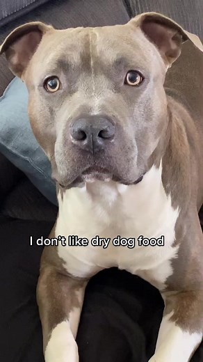 Top Dog Food Choices for American Staffordshire Terriers