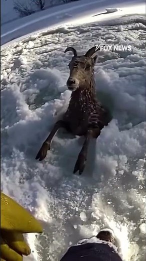 ICY RESCUE: Wildlife officers jump to save a sheep in peril #shorts #foxnews #news #us #fox #media
