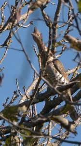 30K views · 254 reactions | Ruffed grouse steal the show in this...