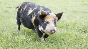 Le Kunekune : quelle est cette espèce de cochon qui pourrait devenir courante chez nous ? - RTBF Actus
