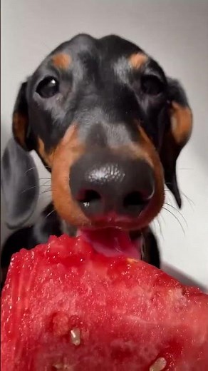 #perrosalchicha #dachshund #teckel #puppy #pets #sausagedog #bassotto #miniweiner